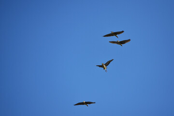 頭上を飛ぶゴイサギ