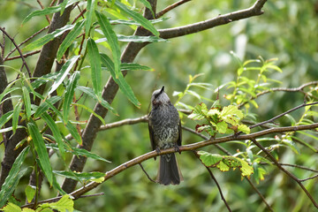 茂みで休むヒヨドリ