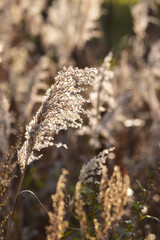 晩秋の朝のすすき