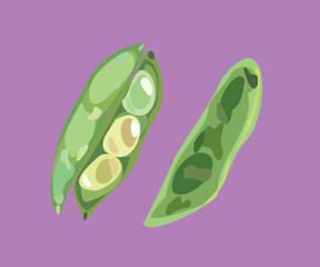 peruvian butter beans illustration