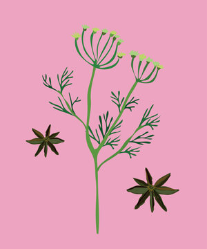 peruvian anise vector illustration
