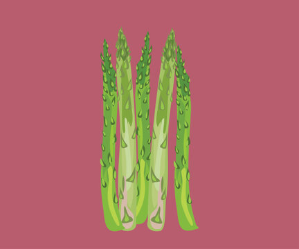 asparagus vector illustration