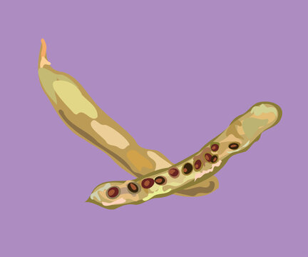 carob fruit vector illustration