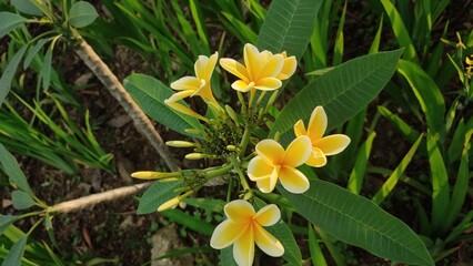 Cambodia Flower, Plumeria  or common name Frangipani with blurred background.