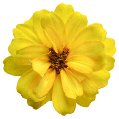 Colorful flowers transparent background.