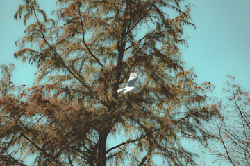 Seagull soaring in the trees