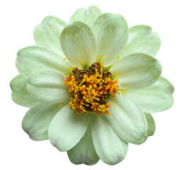 Colorful flowers transparent background.