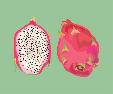 guyute dragon fruit vector illustration