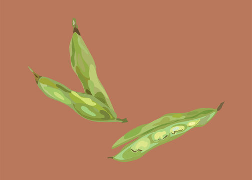 habas peruvian beans vector illustration