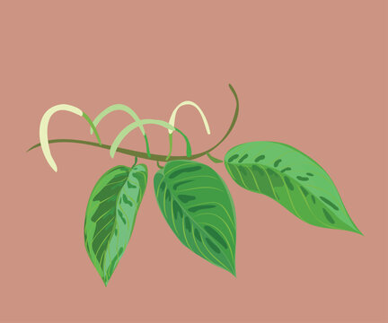 Matico leaves vector illustration
