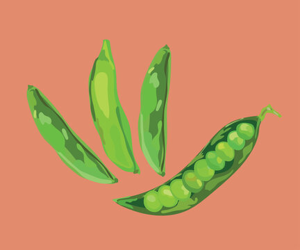 peas vector illustration