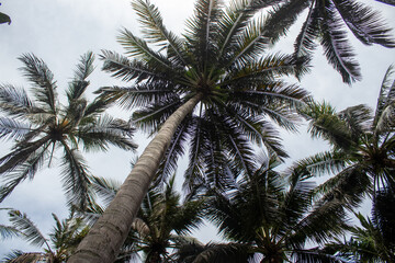 Fototapeta na wymiar Tall coconut trees exposed to sunlight in the morning