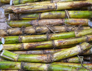 close up on sugar cane in harvest season