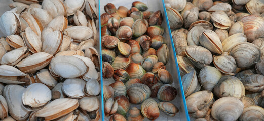 close up on fresh clam as seafood background