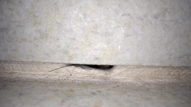 Big ant crawls into small hole in white wall to hide from danger. Insect hides without spotting by owners or animals. Black bug runs to small home