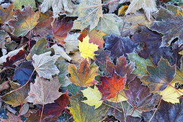 frost colorful leaves in the cold morning as nature background