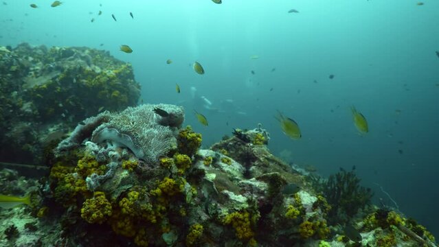 fly over anemone garden while scuba diving revealing divers underwater in the ocean of Koh lipe, Thailand 