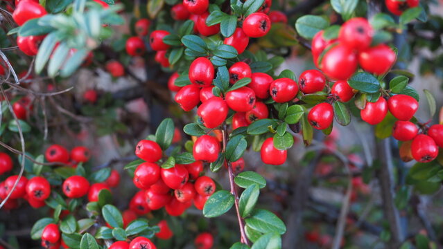 Red berries (Cotoneaster)