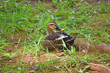 地面に佇むカルガモ