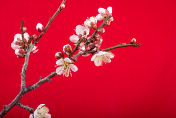 赤バックの白梅の枝と花