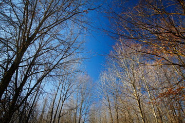 Tall Pines Area, Walnut Woods Metro Park, Groveport, Ohio