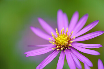 緑背景のノコンギクの花クローズアップ