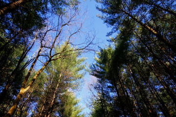 Tall Pines Area, Walnut Woods Metro Park, Groveport, Ohio