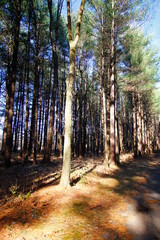 Fototapeta premium Tall Pines Area, Walnut Woods Metro Park, Groveport, Ohio