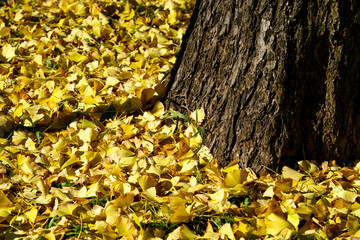 木の根元の銀杏の黄色い絨毯