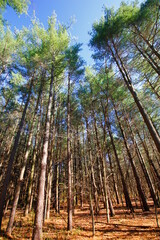 Tall Pines Area, Walnut Woods Metro Park, Groveport, Ohio