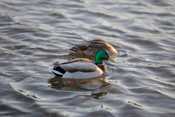 Male and female ducks on a pond