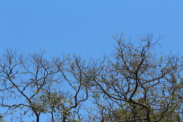 tree in the sky