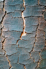 The texture of the bark of an old spruce with cracks close-up.