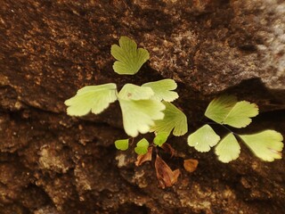 Closeup Shot of Silver-Dollar Fern or Peruvian Maidenhair (Adiantum peruvianum) growing on a stone. Selective Focus and Blurred Background.