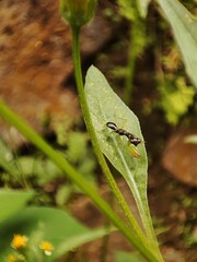 Black Carpenter Ant on Leaf