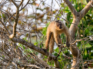Wild black-striped capuchin monkey also known as the bearded capuchin in the trees