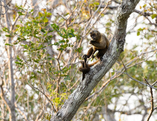 Wild black-striped capuchin monkey also known as the bearded capuchin in the trees