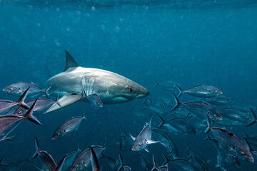 Obraz na płótnie Canvas Great white shark swimming in a school of fish