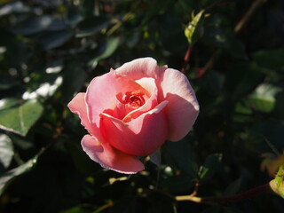 日の光を浴びて咲くサーモンピンク色のバラの花一輪
