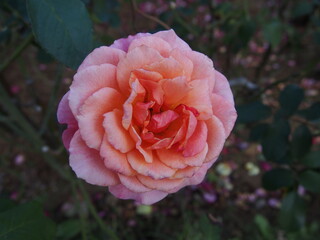 ピンク色と赤色のバラの花「アルブレヒト　デューラー　ローズ」一輪と葉