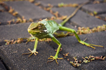 Indonesian Iguana