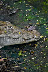 alligator in a pond