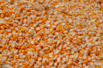 corn kernels drying on cement floor to wait for processing