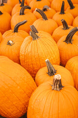 Large orange pumpkin at farmers market at pumpkin patch