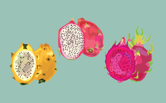 Dragon Fruit Vector Illustration