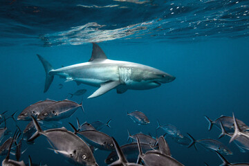 Great white shark swimming in a school of fish