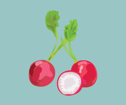 peruvian radish vector illustration