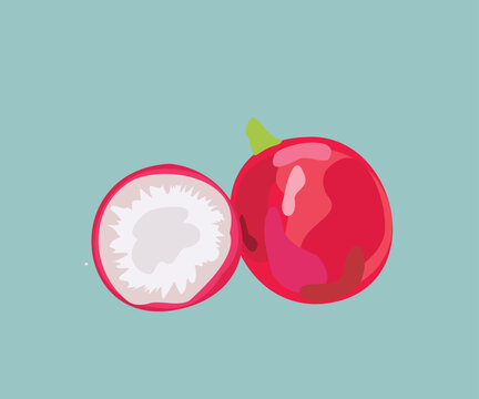radish vector illustration
