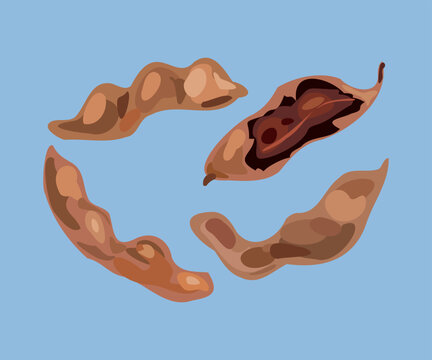 peruvian tamarind vector illustration art
