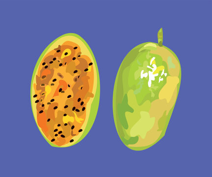 peruvian tumbo fruit vector art